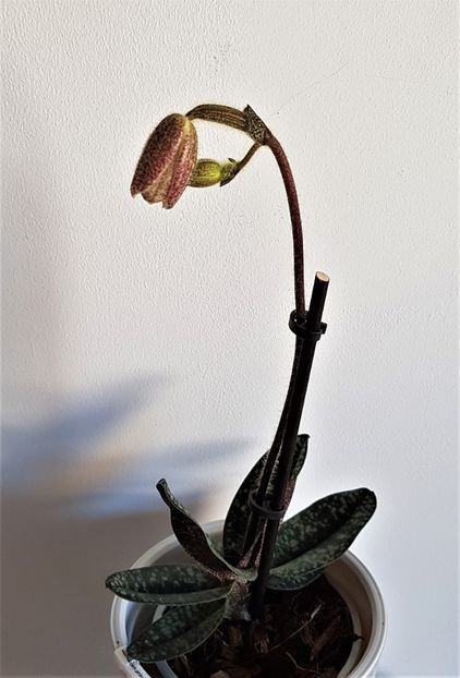  - Paphiopedilum