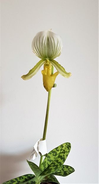  - Paphiopedilum