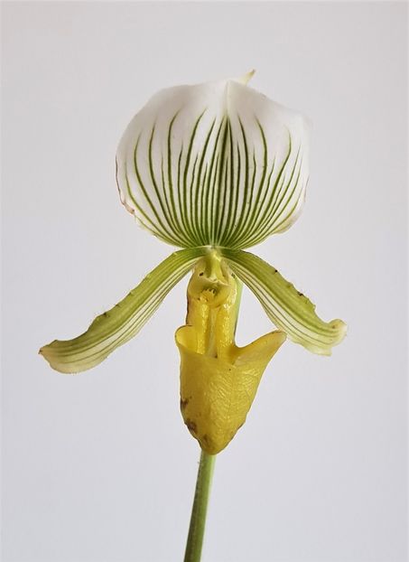  - Paphiopedilum