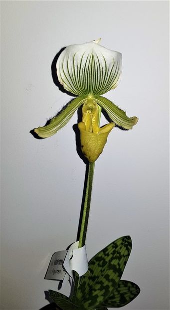  - Paphiopedilum