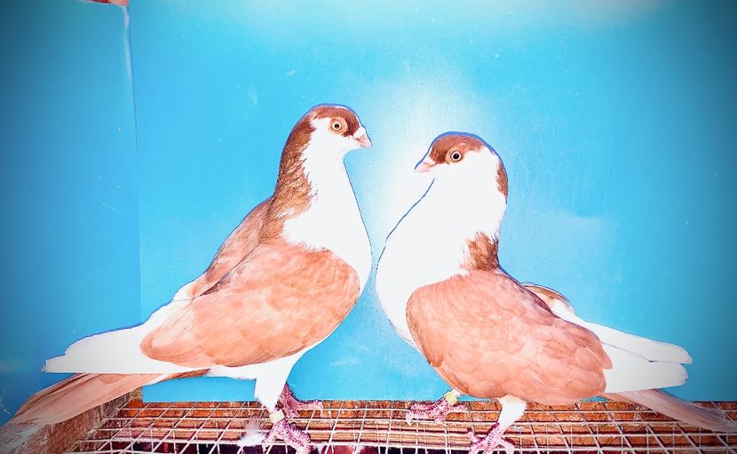 perechea  46 - B - perechi 2021