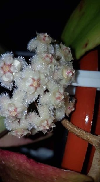  - Erythrina