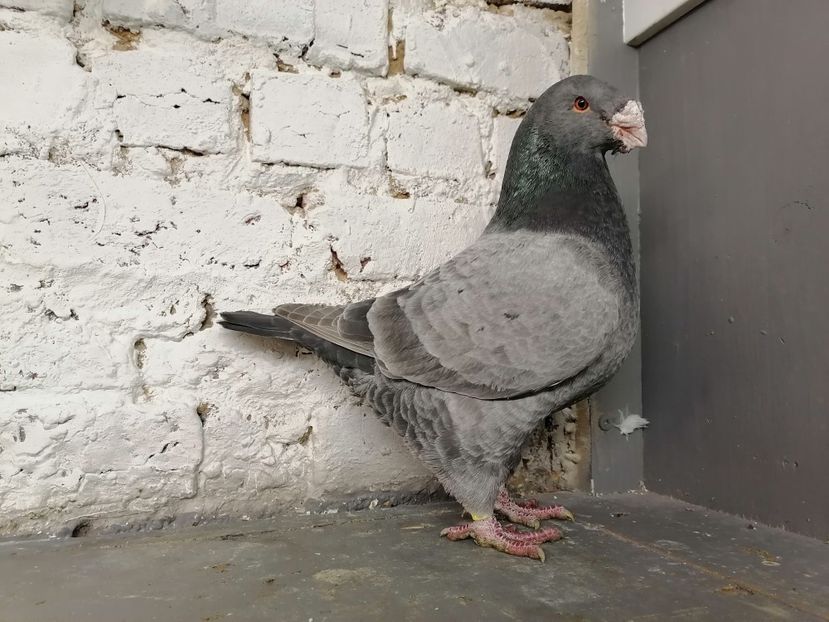 2017 - Matca masculi 2021