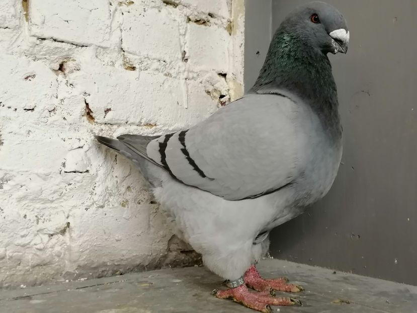 2020 - Matca masculi 2021