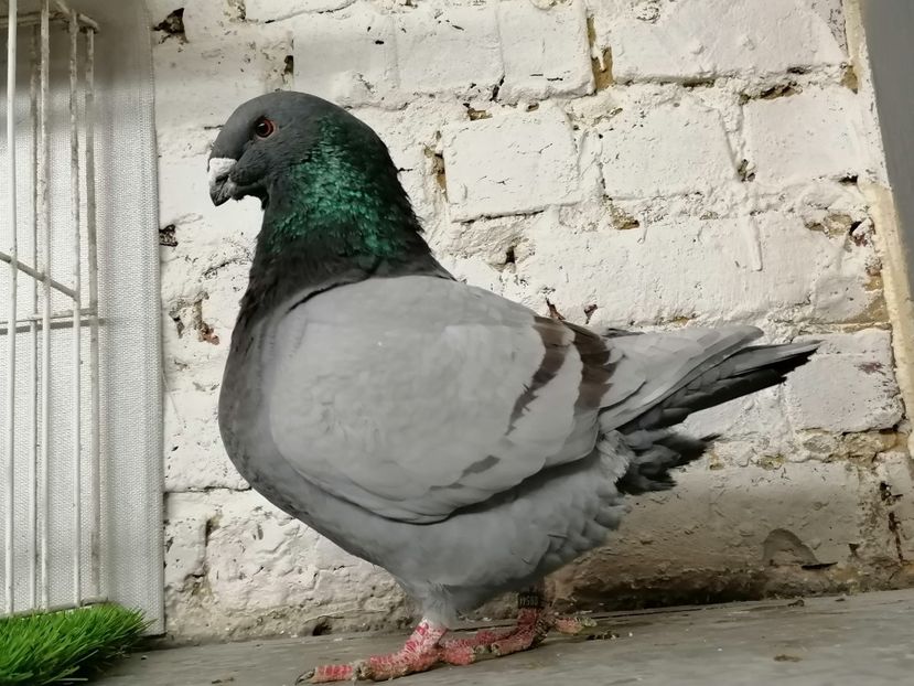 2020 - Matca masculi 2021