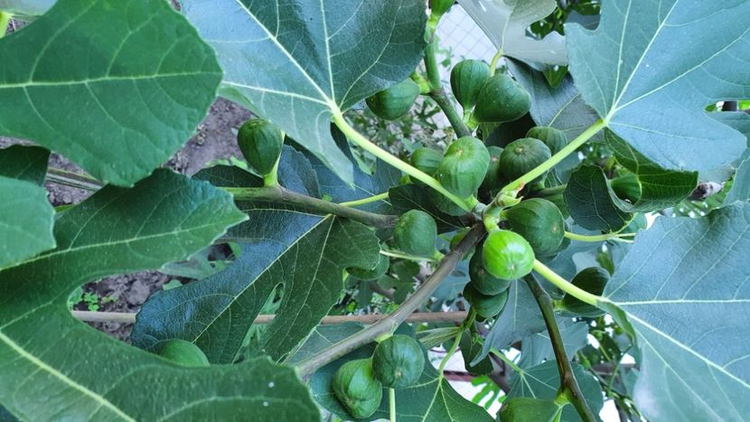 Smochin 20200702_194025 - Smochin BROGIOTTO NERO