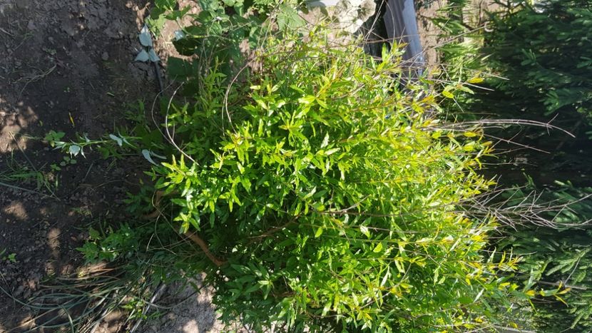 Rodiu 20190617_141834 - Rodiu