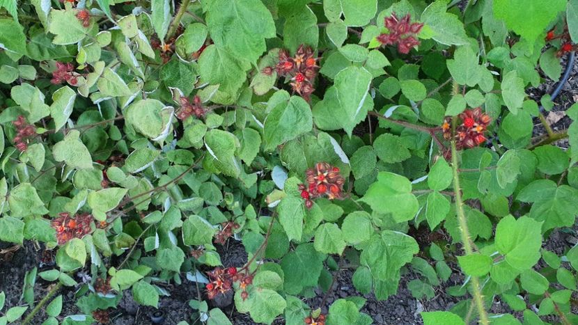 Zmeur japonez 20200702_200323 - Mur Japonez