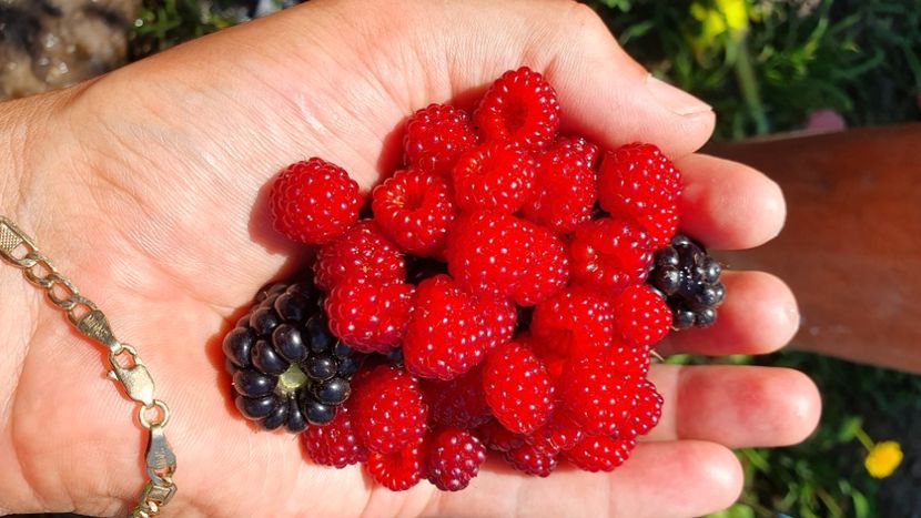 Zmeur japonez 20200712_114623 - Mur Japonez