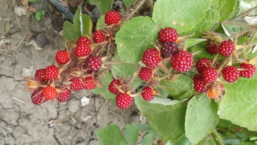 Zmeur japonez 20200712_182651 - Mur Japonez