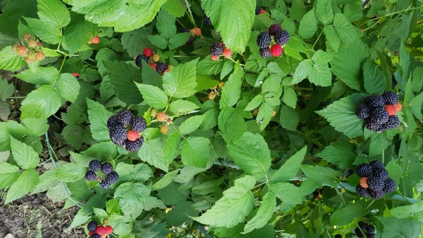 Zmeur negru 20190613_070424 - Zmeur Negru