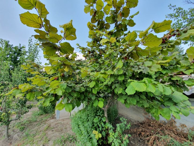 Alun rosu 20190720_162306 - Alun Rosu