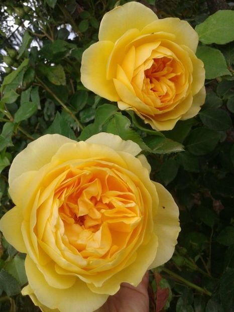 Golden Celebration - Trandafiri englezesti