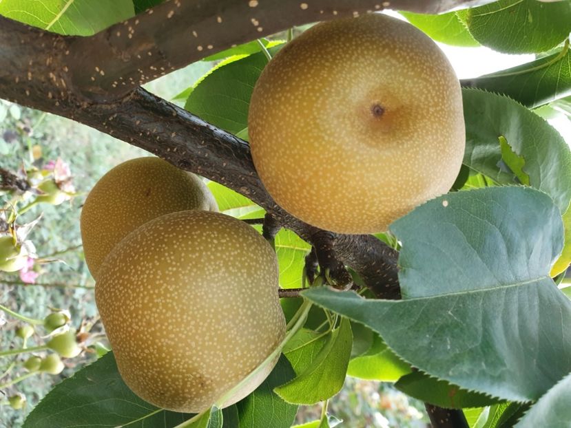 Honsui 20190830_183946 - Par japonez - Honsui