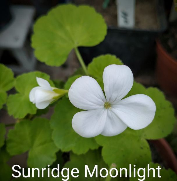 Sunridge Moonlight - Muscate S