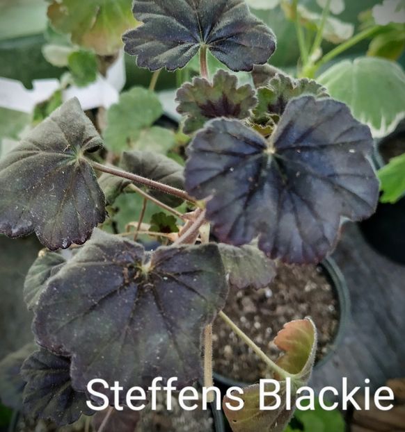 Steffens Blackie - Muscate S