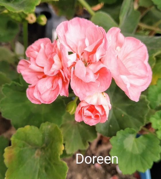 Doreen - Muscate D