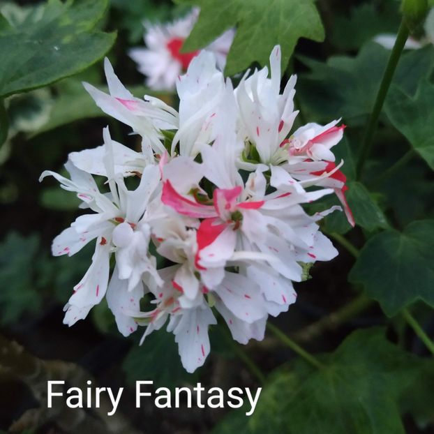 Fairy Fantasy - Muscate F