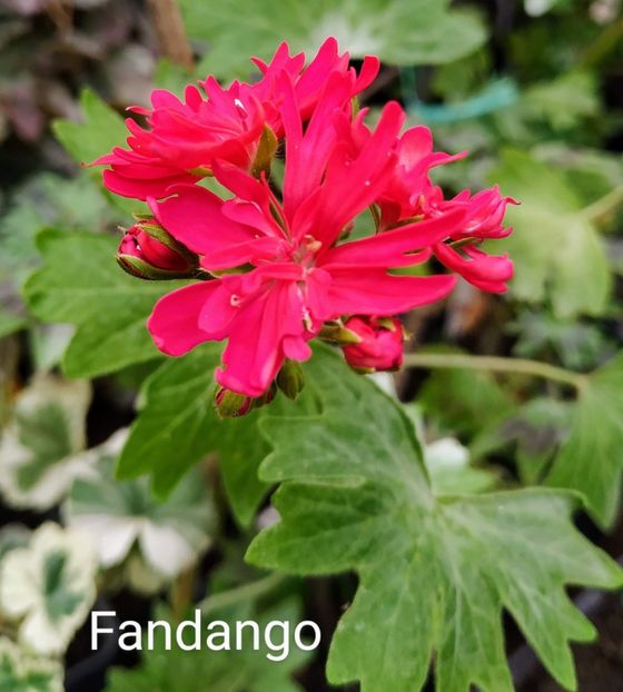 Fandango - Muscate F