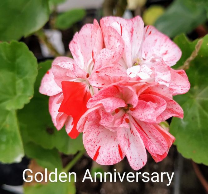 Golden Annivesary - Muscate G