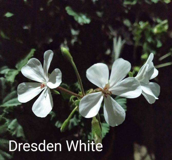 Dresden White - Muscate D