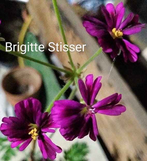 Brigitte Stisser - Muscate B