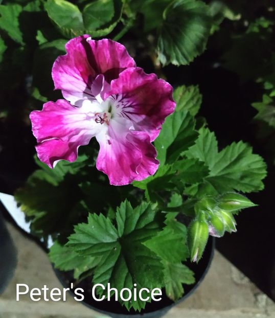 Peter's Choice - Muscate P