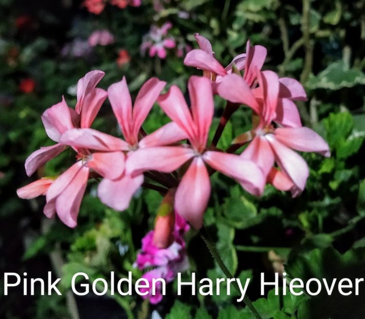 Pink Golden Harry Hieover - Muscate P