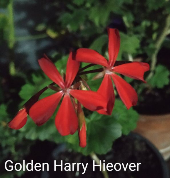 Golden Harry Hieover - Muscate G