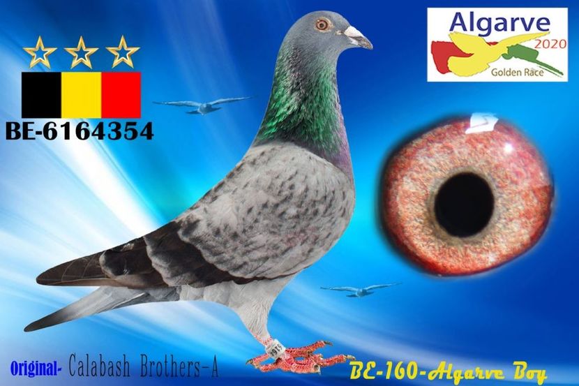 BE20-6164354_pigeon_5613 - BE 2020 6164354 Algarve Boy