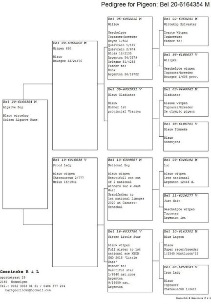 be20-6164354_pedigree_3189 - BE 2020 6164354 Algarve Boy