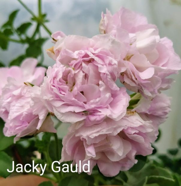 Jacky Gauld - Muscate J - K