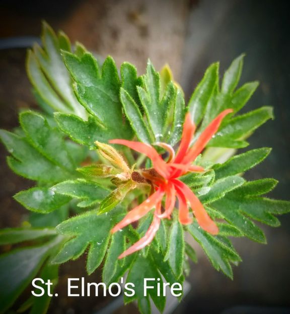 St. Elmos Fire - Muscate S