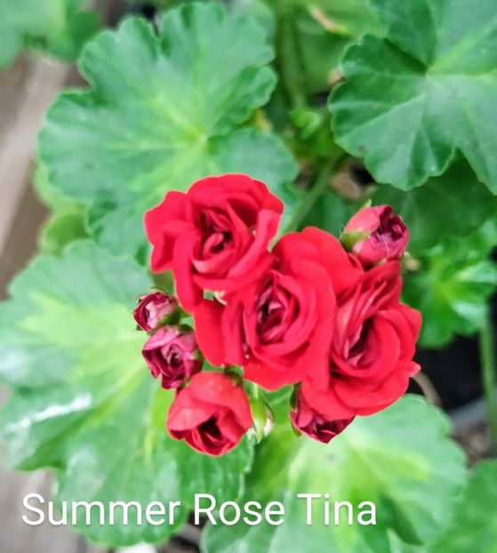 Summer Rose Tina - Muscate S