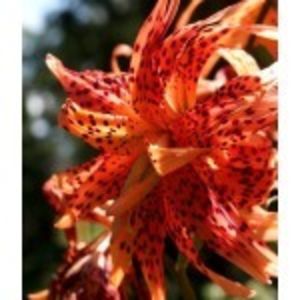 bulbi-crini-lancifolium-flore-pleno-nou-x-150x150 - Comanda primavara 2021