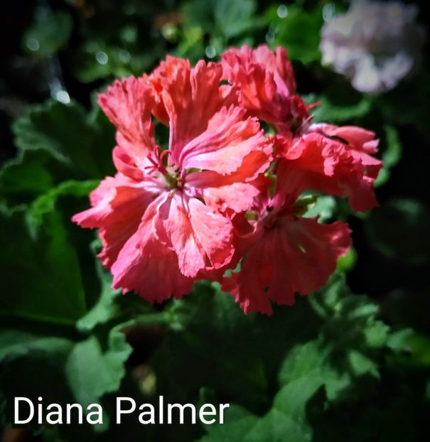 Diana Palmer - Muscate D