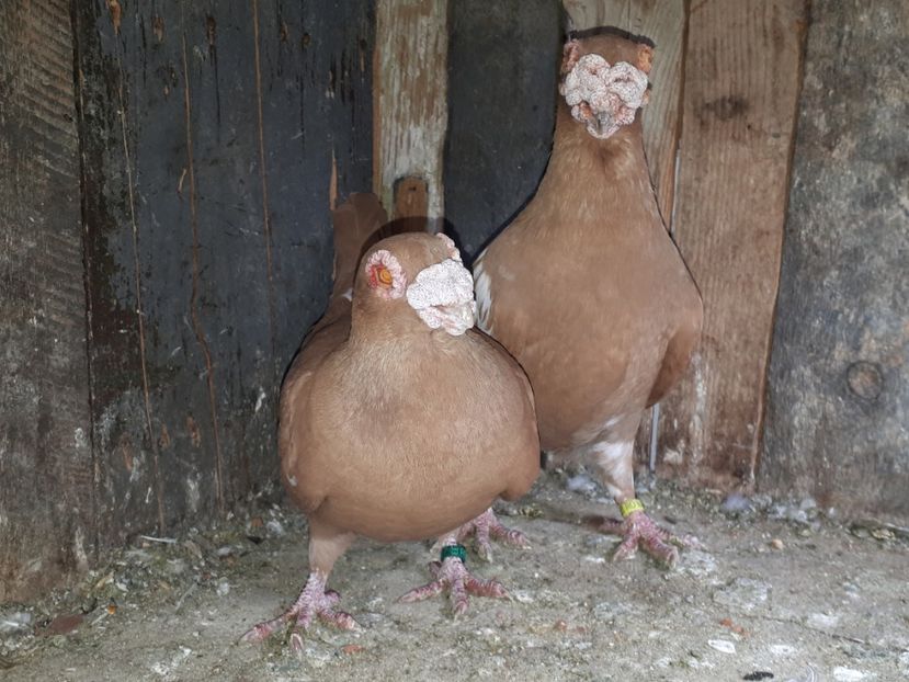 Pereche formată - K _ carunculați 2021