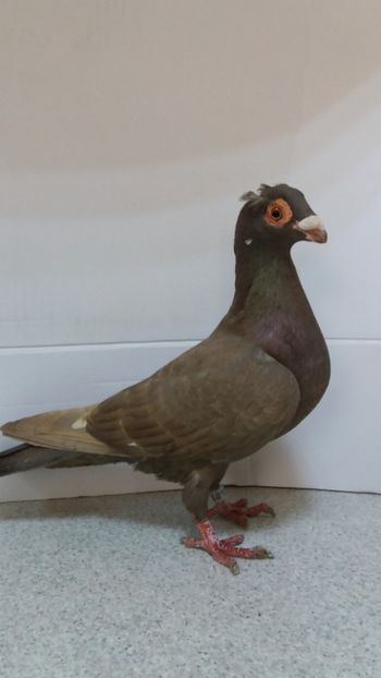 F 2020 vanduta - De vanzare voiajori 2