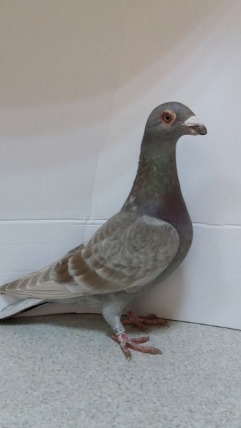 F 2020 vanduta - De vanzare voiajori 2