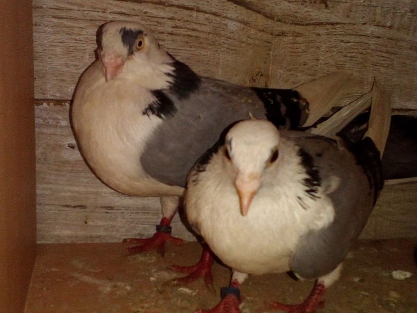  - 0 A- PERECHI PORUMBEI 2021