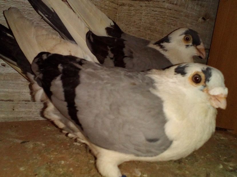  - 0 A- PERECHI PORUMBEI 2021