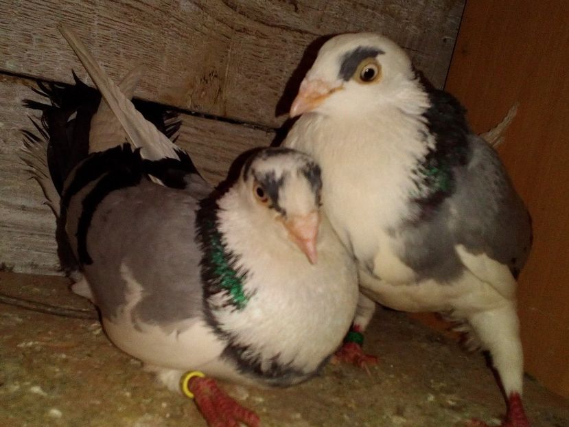  - 0 A- PERECHI PORUMBEI 2021