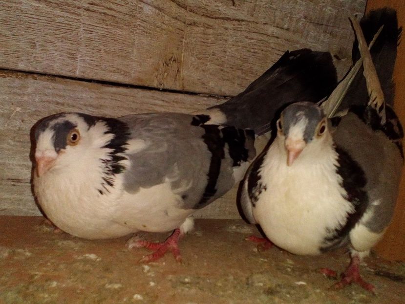  - 0 A- PERECHI PORUMBEI 2021