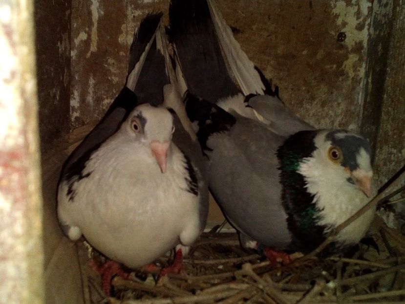  - 0 A- PERECHI PORUMBEI 2021