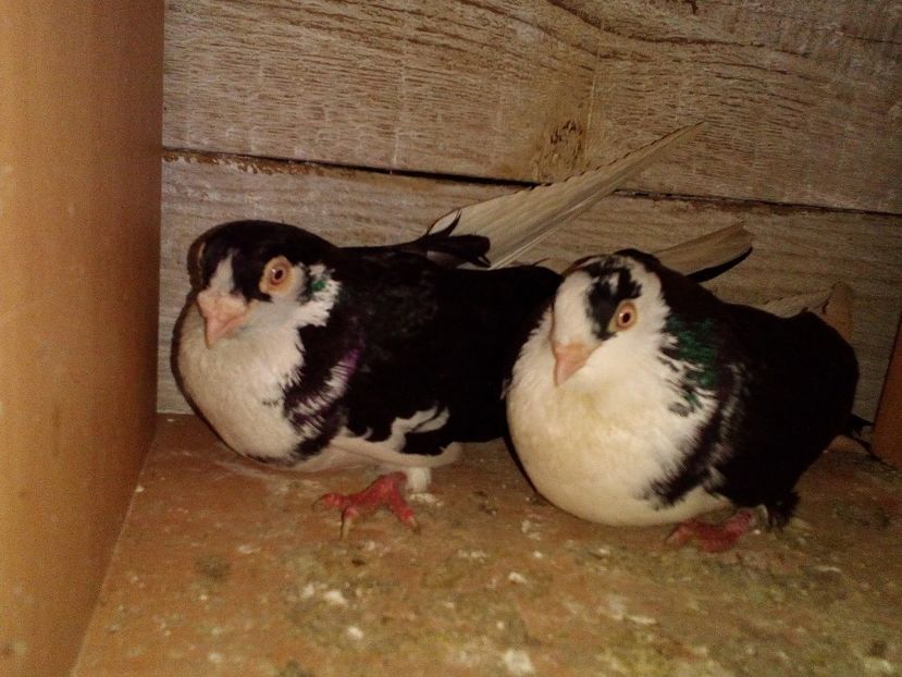  - 0 A- PERECHI PORUMBEI 2021