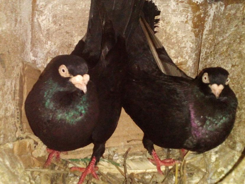  - 0 A- PERECHI PORUMBEI 2021