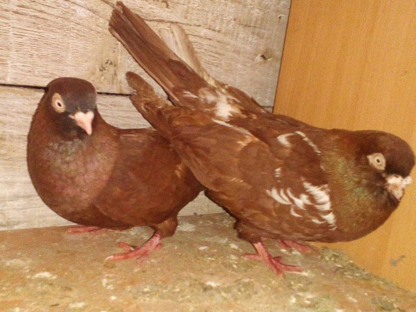  - 0 A- PERECHI PORUMBEI 2021