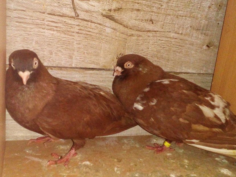  - 0 A- PERECHI PORUMBEI 2021