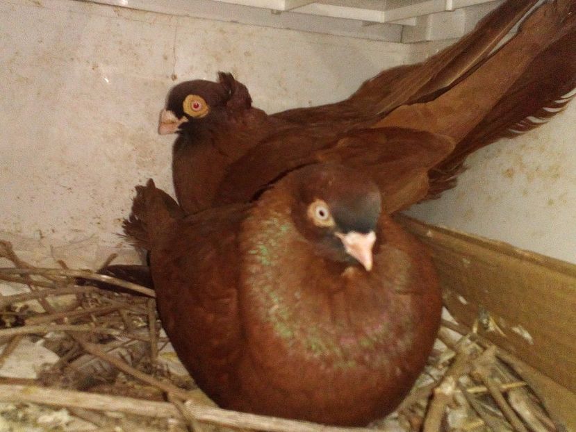  - 0 A- PERECHI PORUMBEI 2021