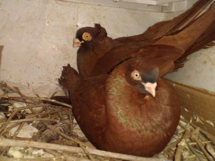  - 0 A- PERECHI PORUMBEI 2021